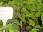 Sete capotes - Campomanesia guazumifolia